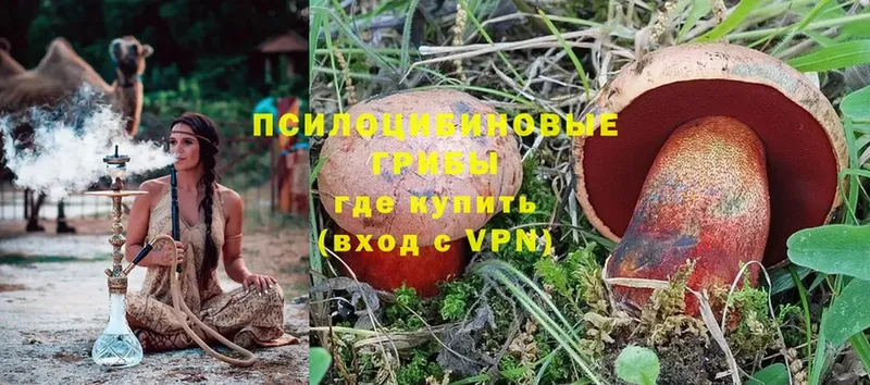 где найти наркотики  гидра ссылки  Псилоцибиновые грибы Psilocybine cubensis  Салават 